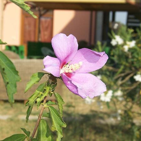 ונטורינה טרמה Agriturismo La Nocciolina מראה חיצוני תמונה