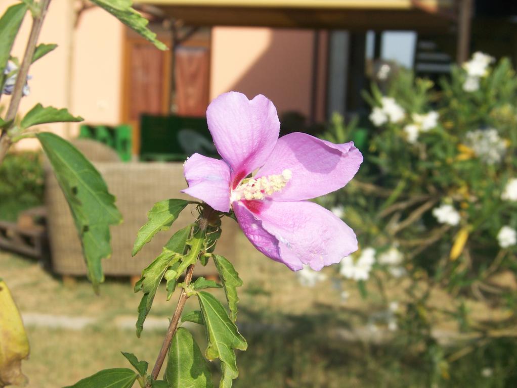 ונטורינה טרמה Agriturismo La Nocciolina מראה חיצוני תמונה